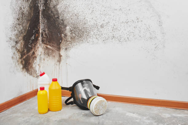 Best Mold Testing and Inspection Services in Maple Park, IL