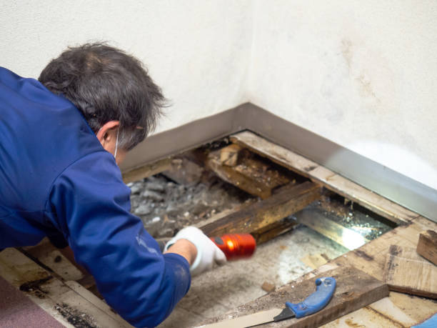 Best Localized Mold Remediation (e.g., coastal areas, humid climates) in Maple Park, IL