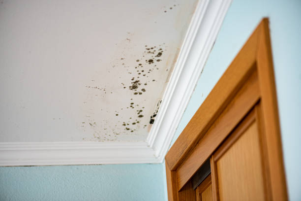 Best Commercial Mold Remediation in Maple Park, IL