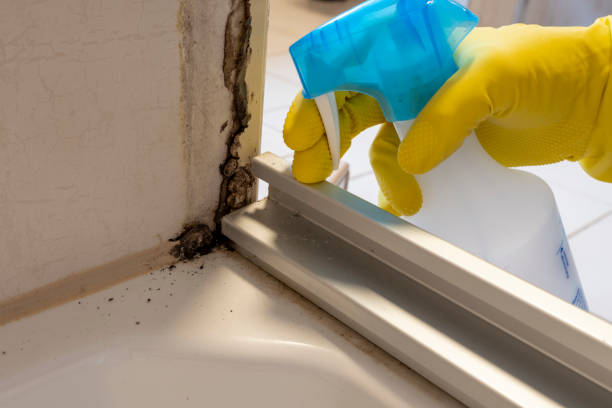 Best Residential Mold Remediation in Maple Park, IL