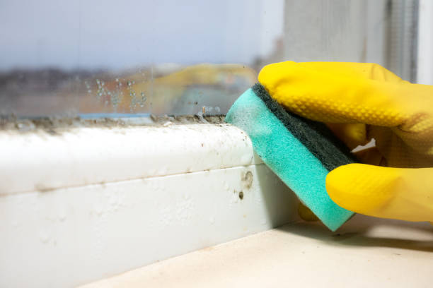 Professional Mold Remediation in Maple Park, IL