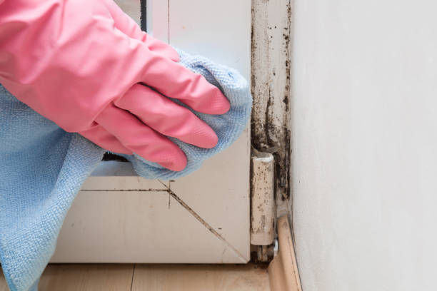 Best Black Mold Remediation in Maple Park, IL