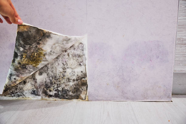 Best Attic Mold Remediation in Maple Park, IL